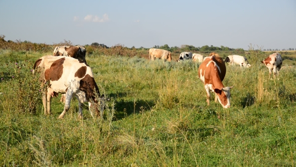 Herd Of Cows Grazing In Meadow