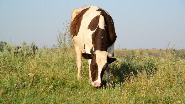 Cow Eating Grass On Glade
