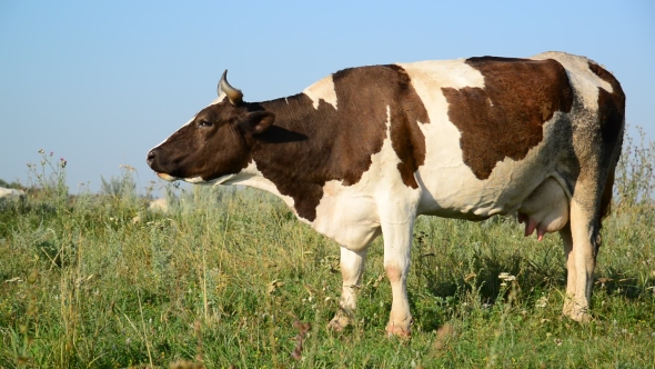 Cow Eating Grass On Glade