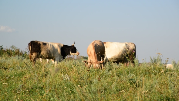 Herd Of Cows Grazing