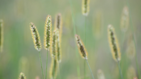 Meadow Grass Area 