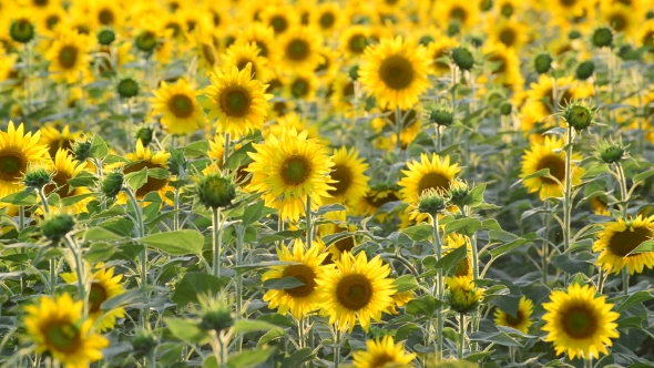 Field Of Sunflowers In Sunset Light