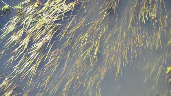 Small River Overgrown With Reeds And Duckweed