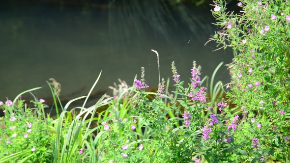 Meadow Flowers On Banks Of a Small River