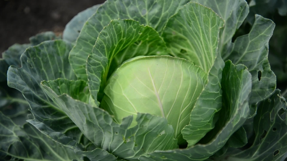 Head Of Cabbage In Garden 