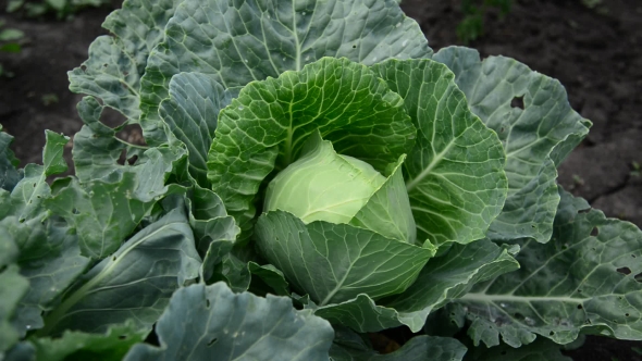 Head of Cabbage in Garden