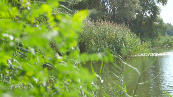 River Backwater And Plants On The Shore alt