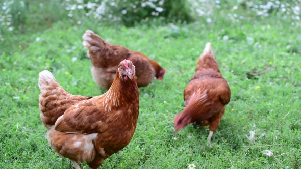 Pedigree Hens Eating Grass In Nature