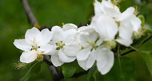 Nature, flowers and trees