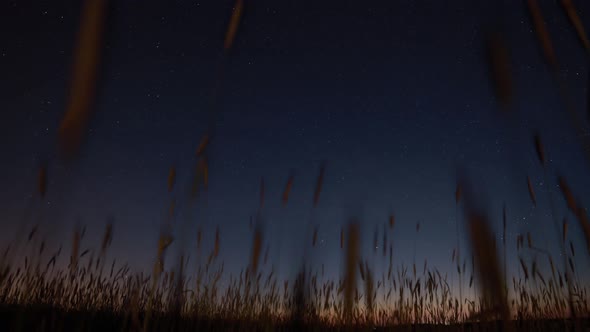 Silhouettes of Young Wheat Sprouts on Night Starry Sky Galaxy Natural Background alt