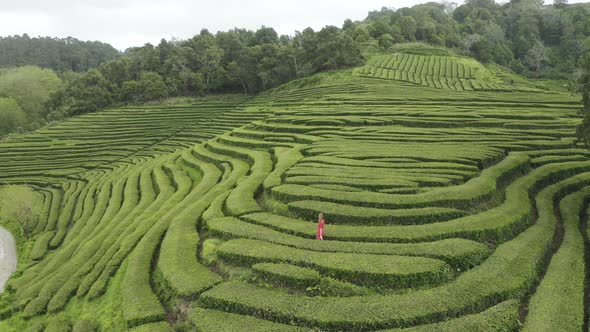 Aerial View of woman in the maze of flower beds along the hill, Sao Bras. alt