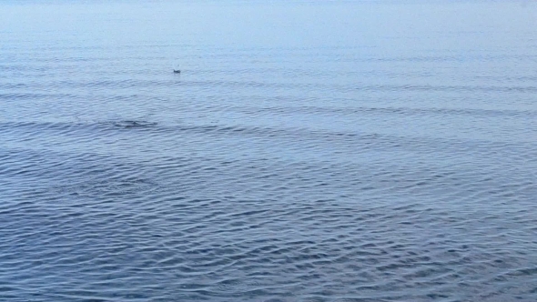 Rock Skipped Across Blue Calm Water