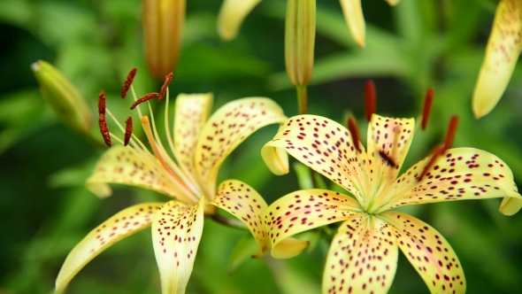 Lovely Yellow Lilies In Garden