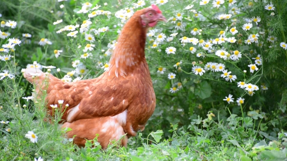 Purebred Chicken Walks In Yard