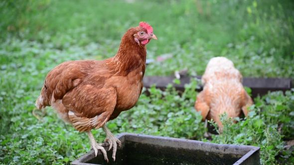 Purebred Chicken Walks In Yard