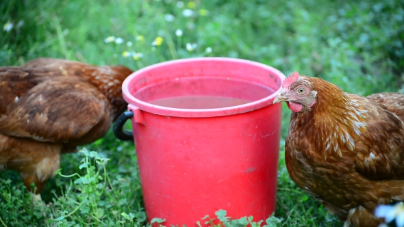 Two Chicken Near Bucket Of Water In The Yard