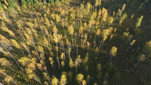 Flight Over Forest