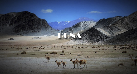 PUNA AND DESERT FOOTAGE COLLECTION
