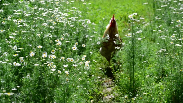 Cock Goes In Yard With Flowers