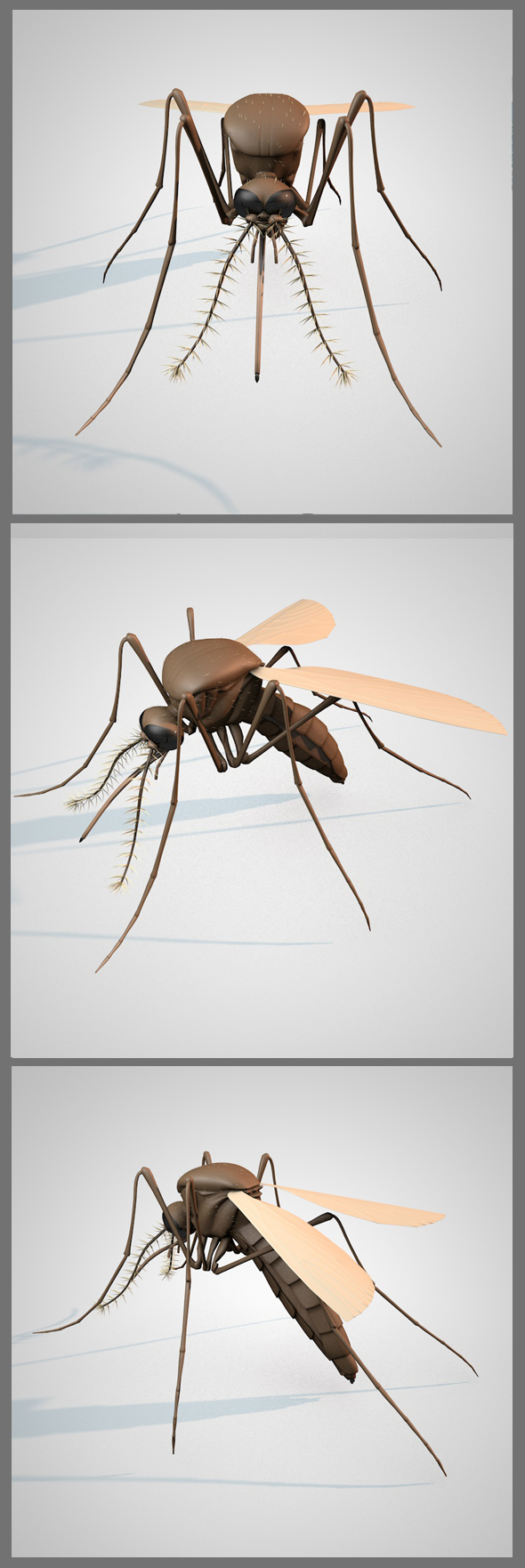 Mosquito - 3Docean 17771092