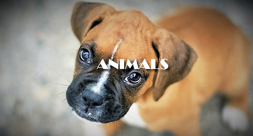 ANIMAL BEHAVIOR FOOTAGE COLLECTION