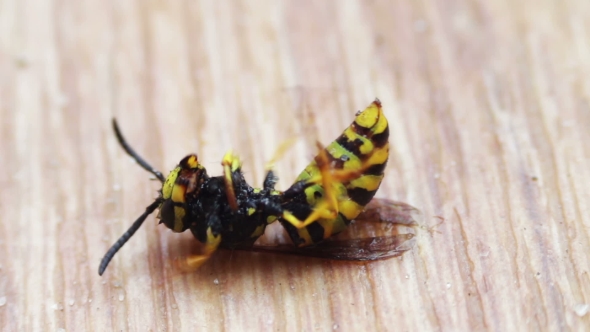 Dying Wasp On The Floor, Stock Footage | VideoHive
