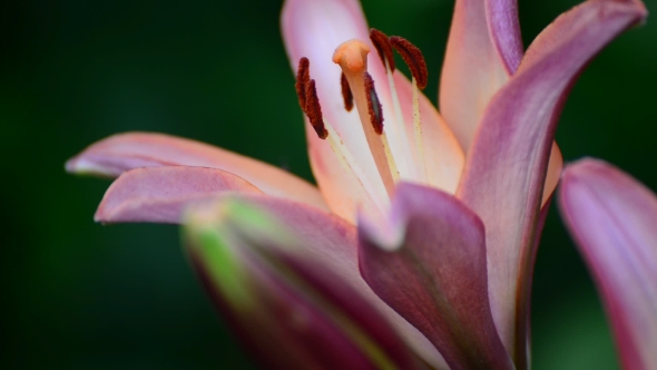 Big Pink Lily 