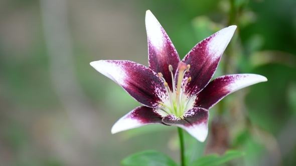 Flowers White And Purple Lily In Garden