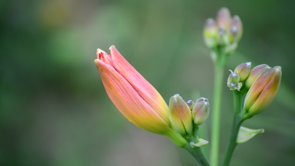 Bud Pink Lily  In Nature