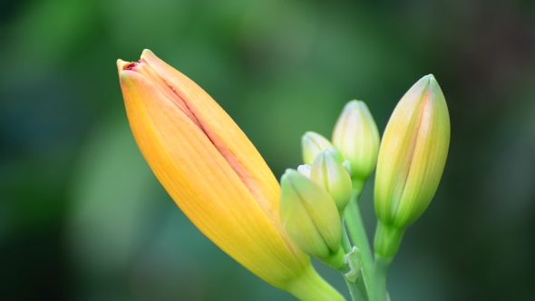 Bud Yellow Lily  In Nature