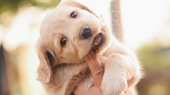 Puppy Is Teased Trying To Anger