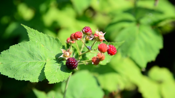 Blackberries On Branch. Summer Sunny Day