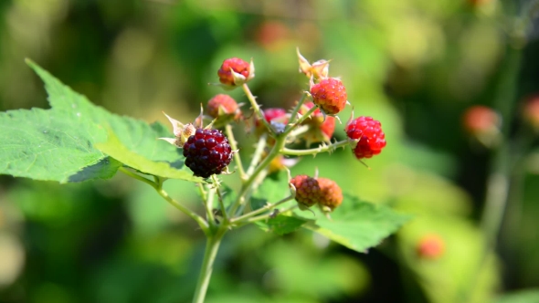 Blackberries On Branch