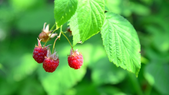 Raspberry on Branch. Summer Sunny Day