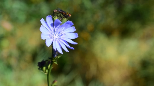 Fly On The Chicory Flower