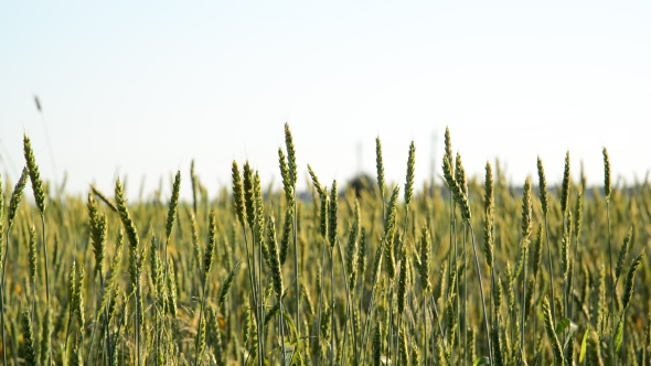 Field Of Young Wheat  On Sunset