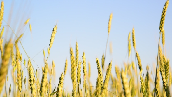 Field Of Young Wheat  On Sunset