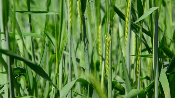 Stems Of Young Wheat 