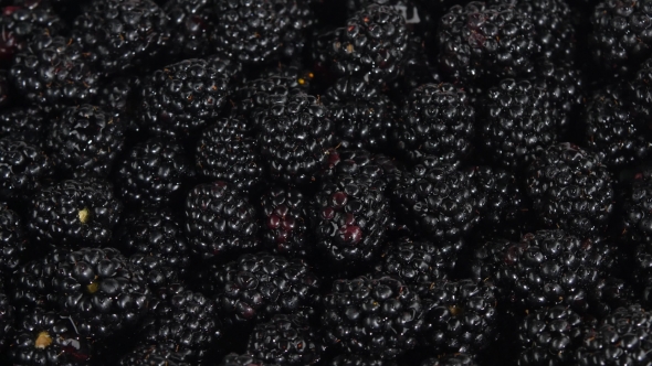 Wild Berries. White. Rotating.  alt