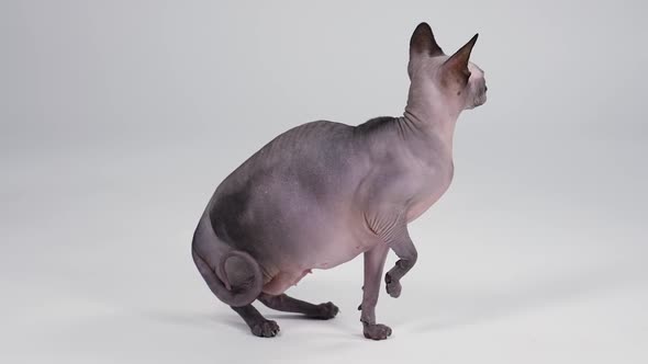 Bald Thoroughbred Canadian Sphynx in the Studio on a Gray Background alt