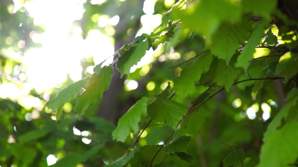 Sunshine With Highlights Through The Spring Green Foliage
