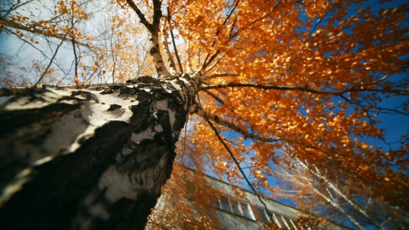 Autumn Birch Trees With Sun Shining
