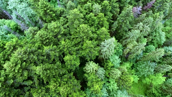 Aerial View Of The Forest