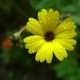Yellow Flower After Rain  - VideoHive Item for Sale