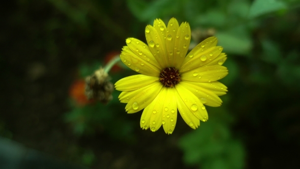 Yellow Flower After Rain 