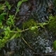 Green Moss On The Banks Of The Creek - VideoHive Item for Sale