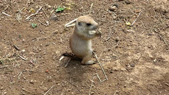  Black-tailed prairie dog (Cynomys ludovicianus)