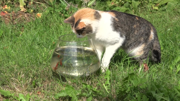 Tabby Cat Catching Fish Upset Glass Aquarium And Water Flow Out