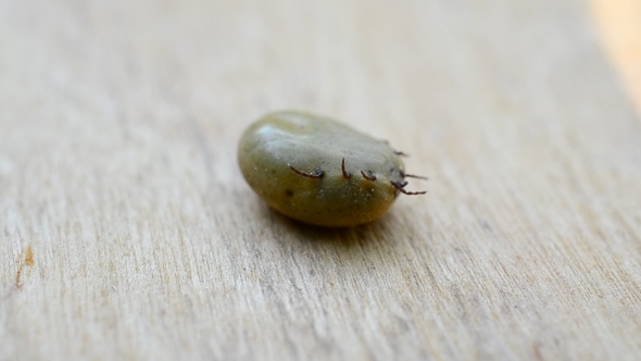 Engorged Of Blood Hard Tick Lies On Its Back