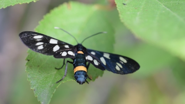 Nine-Spotted Moth on Green Leaf